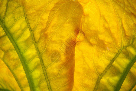 黄黄色花朵花园植物图片