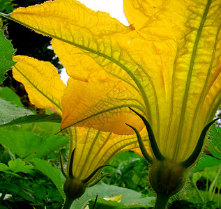 黄黄南南瓜花植物花园南瓜花朵图片