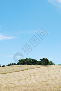 收获后小麦田面包种子生产粮食农民国家土地农村生长天空图片