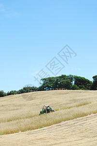 拖拉收割小麦田蓝色谷物生产生长植物农田收割机机器季节农场图片
