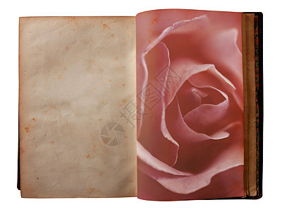 玫瑰印在一本开放旧书的页面上框架笔记卡片花瓣破烂床单教育衰变棕褐色艺术图片