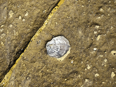 化石贝壳岩石砂岩石化石灰石历史石头图片