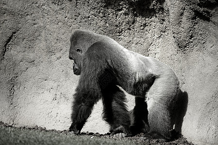黑白大猩猩行走图片