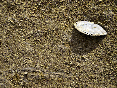 化石贝壳历史岩石石灰石运动砂岩石化石头图片