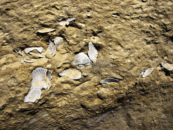化石贝壳砂岩岩石运动石灰石历史石化石头图片