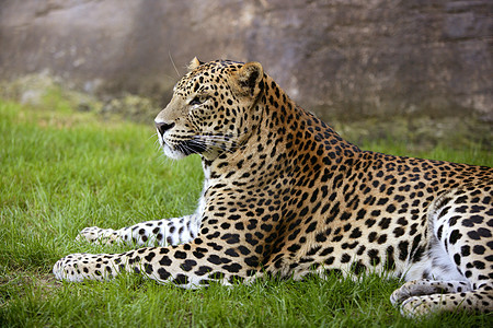 绿草上的非洲豹哺乳动物头发猫科食肉濒危男性荒野眼睛打猎豹属背景图片
