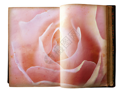 玫瑰印在一本开放旧书的页面上羊皮纸框架边界教育花瓣艺术棕褐色历史卡片笔记图片