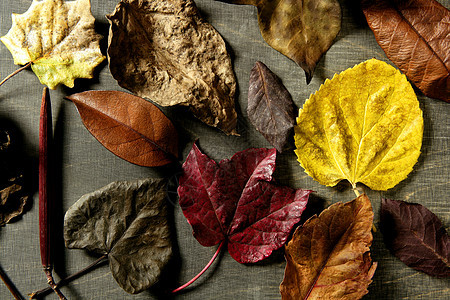 秋叶 深木本底 秋叶图象植物橙子墙纸装饰金子宏观森林美丽红色床单图片