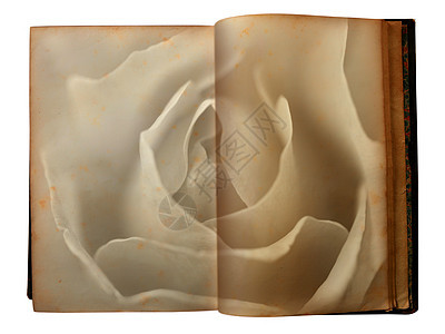 玫瑰印在一本开放旧书的页面上破烂花瓣教育羊皮纸框架笔记艺术床单卡片棕褐色图片