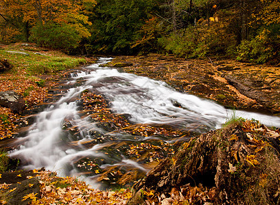 冲下河流的潮水石头荒野森林环境岩石飞溅苔藓场景叶子季节图片