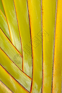 棕榈叶棕榈蓝色线条绿色折叠艺术植物扇子热带图片