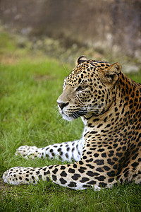 绿草上的非洲豹野生动物眼睛濒危豹属耳朵哺乳动物打猎荒野男性捕食者背景图片