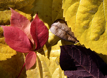 秋叶叶叶叶叶叶 深木本底 经典图象跌落宏观美丽风格叶子森林植物生活黄色装饰树叶图片