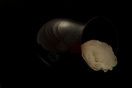 坠花白玫瑰月季罐子反光落花白色背景图片