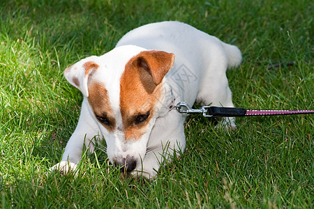 杰克罗素泰里尔训练白色小狗动物皮带猎犬阳光皮革犬类衣领图片