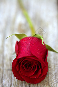 红玫瑰在老旧的茶叶木上叶子玫瑰木头花园桌子植物群说谎风格礼物花瓣图片