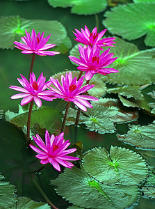 池塘里满是百花的水情调异国粉红色旅行植物群植物背景图片