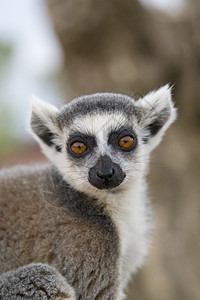 环尾狐猴野生动物黄色物种动物主题濒危哺乳动物动物园白色黑色图片