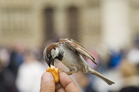 食 食羽毛翅膀人类飞行灰色麻雀航班野生动物图片