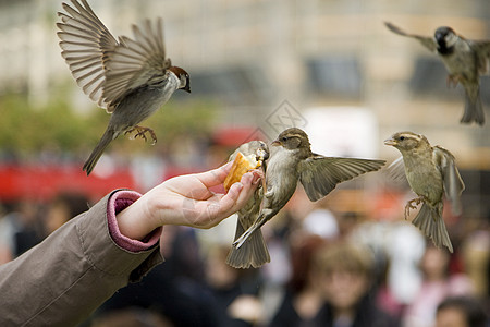 食 食翅膀野生动物麻雀灰色航班飞行羽毛人类图片