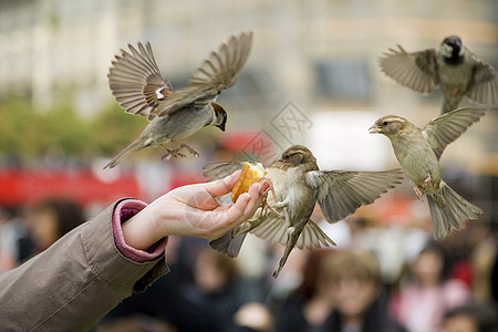 食 食灰色航班翅膀野生动物飞行人类麻雀羽毛图片