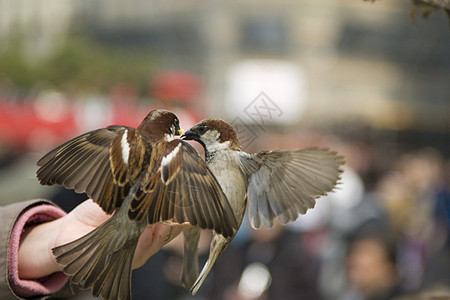 食 食灰色翅膀羽毛飞行野生动物航班人类麻雀图片