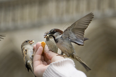 食 食人类飞行灰色航班羽毛翅膀野生动物麻雀图片