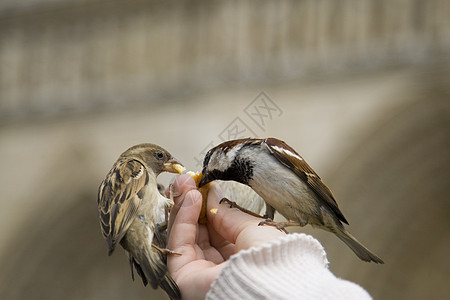 食 食人类飞行麻雀翅膀野生动物灰色航班羽毛图片