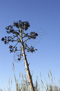 来自地中海海岸的阿加韦 皮革 仙人掌植物学植物群植物蓝色叶子沙漠旅行生态果汁海岸图片