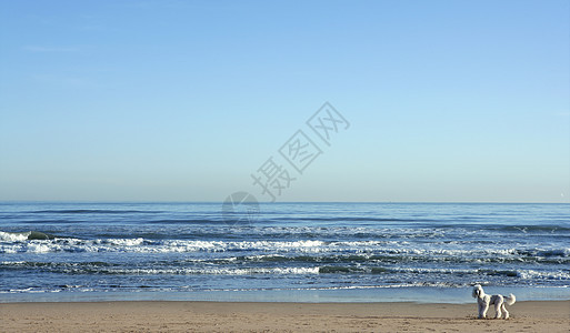 巨大的海滩风景中的大白狗图片