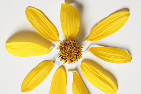 Daisy 黄色花朵 大型演播室拍摄生活花瓣叶子宏观礼物植物季节植物群花园美丽图片