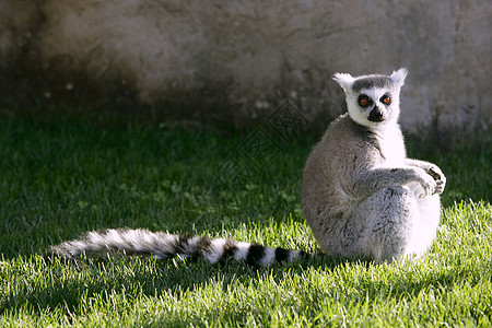 马达加斯加 Lemur去晒太阳浴野生动物婴儿森林尾巴条纹动物哺乳动物戒指热带灵长类图片