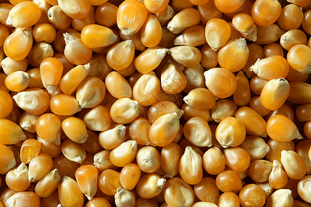 橙色干燥的大型玉米种子宏观食谱蔬菜饮食食物植物营养金子团体厨房图片