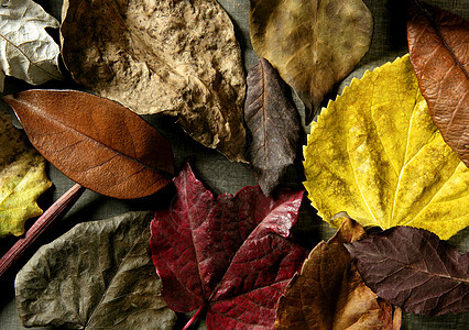 秋叶 深木本底 秋叶图象装饰宏观床单橙子叶子美丽绿色植物风格红色图片