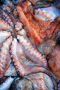 纹理 许多多彩的章鱼宏观乌贼美食食谱寿司触手文化海洋厨房动物图片