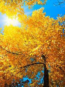 明秋树叶季节金子分支机构叶子晴天光束公园自然阳光背景图片