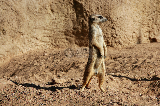 马达加斯加泥土地貌的苏里卡塔鼻子警卫猫鼬荒野哺乳动物注意力沙漠眼睛警报生活图片