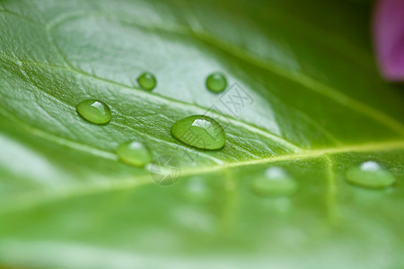 水滴叶子植物自然绿色背景图片