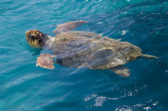 摇头海海龟海上生活游泳动物物种行动物蓝色阳光情调异国脊椎动物图片