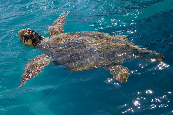摇头海海龟海岸线蓝色脊椎动物濒危动物绿色异国场景情调阳光图片
