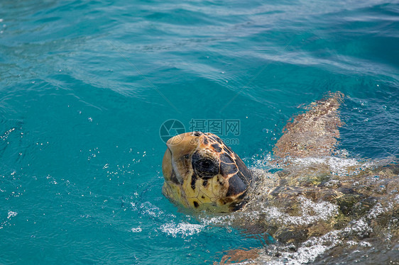 摇头海海龟行动物绿色游泳国家异国场景阳光脊椎动物爬虫海岸线图片