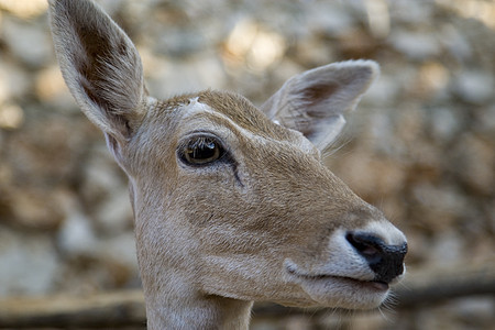 鹿主题棕色毛皮动物模仿哺乳动物肖像图片