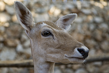 鹿主题哺乳动物动物棕色毛皮模仿肖像图片