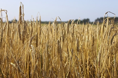小麦田蓝色生长面包场景农场谷物植物粮食食物收成图片
