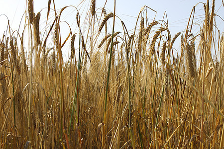 小麦田培育种子大麦核心农村耳朵农场小麦烘烤土地图片