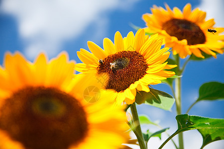 蓝天空上鲜向日葵作为背景植物学叶子蜂蜜草地幸福晴天种子农场生长天空图片