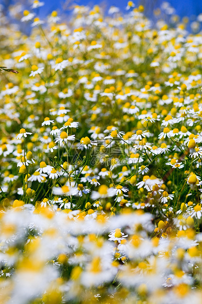 春季草地 有许多白花菊花园蓝色美丽环境植物学太阳药品场地甘菊植物群图片