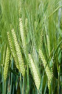 在农田种植的黄谷物可以收割了国家蓝色农村太阳大麦农场小麦场地谷物生长图片