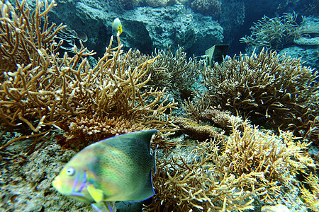珊瑚殖民地红色假期异国海洋旅行潜水探索勘探情调热带图片