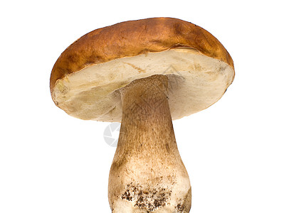 蘑菇宏观菌类白色食物水果土鳖常委植物棕色熟食图片